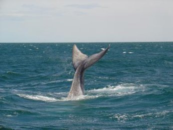 Queue de baleine - Valdes - ARGENTINE