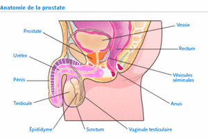 cancer-prostate-anatomie-fr.gif