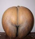 C'est une coco-fessse !