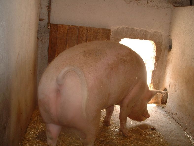 le gros cul d'une vraie grosse truie !