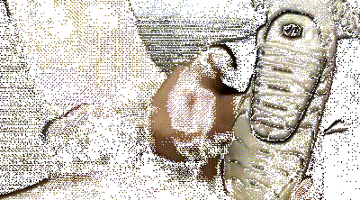 1b-copie-2.gif